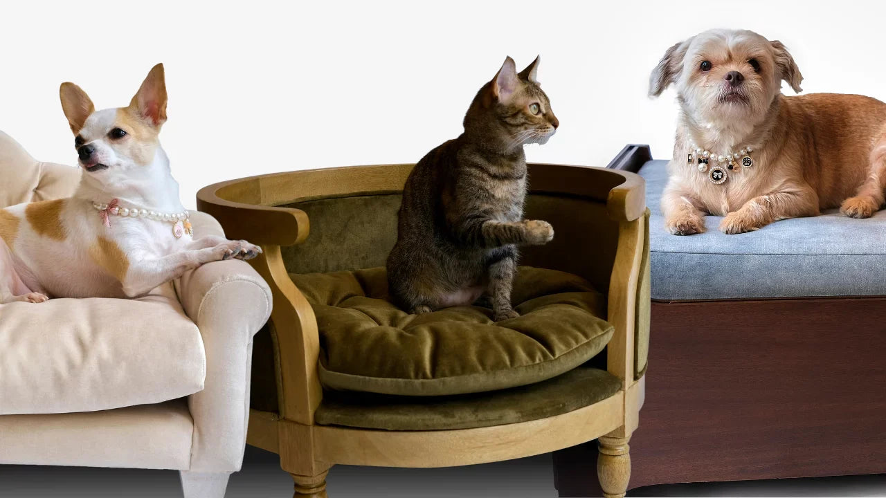 Pet Beds & Furniture